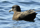 White-chinned petrel274 copy.jpg